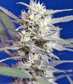 1591863294887.png 1591863294887.png