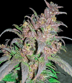 1591867570181.png 1591867570181.png