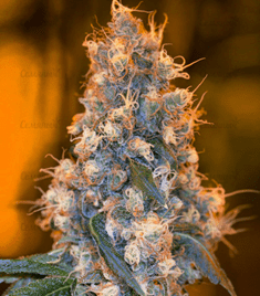 1592897126435.png 1592897126435.png