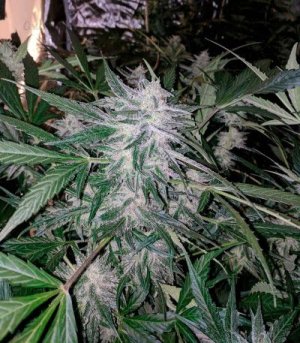 Auto-Seemango.jpg Auto-Seemango.jpg