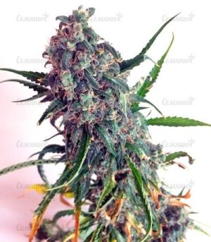 Auto_mazar.jpg Auto_mazar.jpg