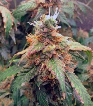 Auto_Euforia.jpg Auto_Euforia.jpg