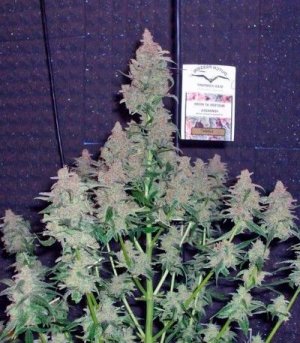 Euforia.jpg Euforia.jpg