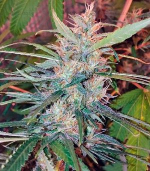 Orange_bud.jpg Orange_bud.jpg