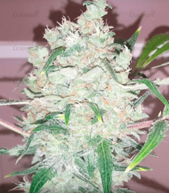 1594026140035.png 1594026140035.png