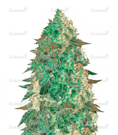 1594034323318.png 1594034323318.png