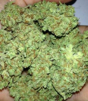 Silver_Buddha_Haze.jpg Silver_Buddha_Haze.jpg