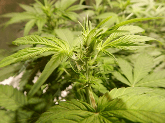 Gorilla Glue Auto от FastBuds Gorilla Glue Auto от FastBuds