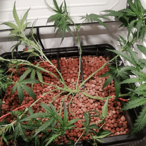 1594907941115.png 1594907941115.png