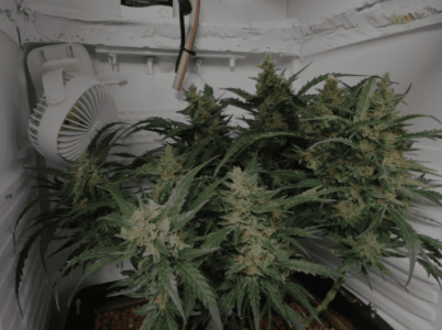 1594908429135.png 1594908429135.png