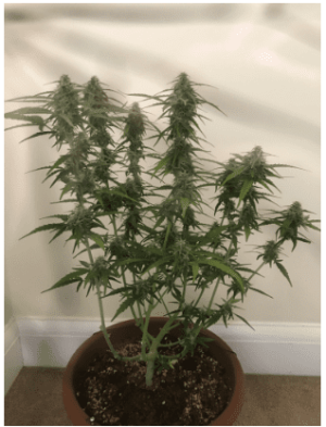 1594908667536.png 1594908667536.png