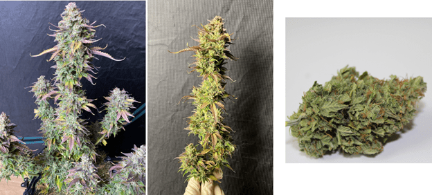 1596122614725.png 1596122614725.png