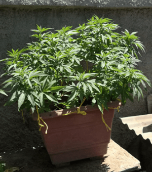 1596390148287.png 1596390148287.png