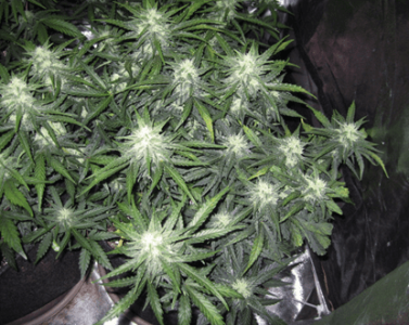 1596487436878.png 1596487436878.png