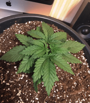 1596897224885.png 1596897224885.png