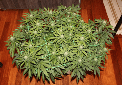 1596897284727.png 1596897284727.png