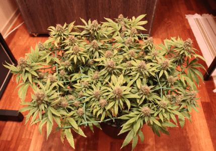 1596897357620.png 1596897357620.png