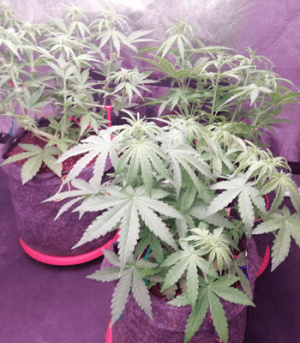 1597762295484.png 1597762295484.png