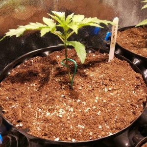 week3.1.jpg week3.1.jpg