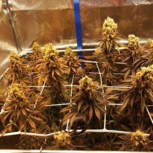 week14.jpg week14.jpg