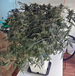 1598993524130.png 1598993524130.png