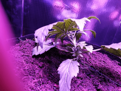 1599387726124.png 1599387726124.png