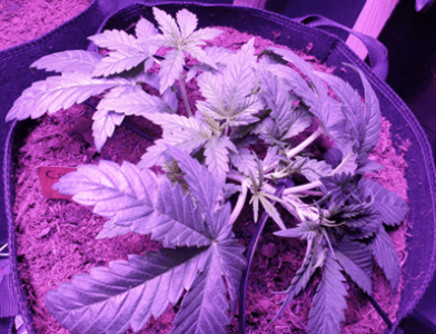 1599387764141.png 1599387764141.png