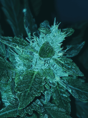 1599387807269.png 1599387807269.png