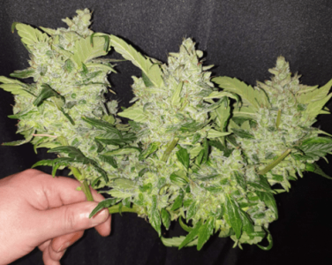 1599387834326.png 1599387834326.png