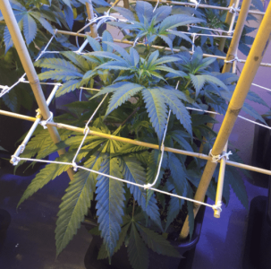 1600009796218.png 1600009796218.png