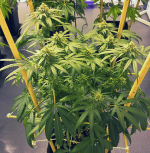 1600009806007.png 1600009806007.png