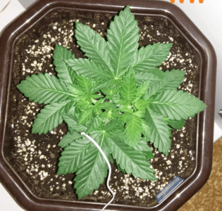 1601379884179.png 1601379884179.png