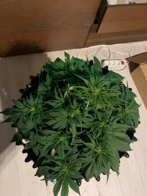 08D37218-EB86-4C2C-A38B-286107F5AE47.jpeg 08D37218-EB86-4C2C-A38B-286107F5AE47.jpeg