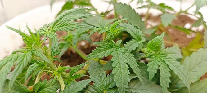 0_IMG_20220317_221834.jpg 0_IMG_20220317_221834.jpg