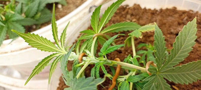 0_IMG_20220317_221759.jpg 0_IMG_20220317_221759.jpg