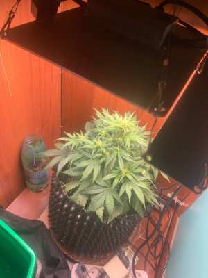 DAA701DA-5ECB-4AD4-9D6F-7D23E54E44EC.jpeg DAA701DA-5ECB-4AD4-9D6F-7D23E54E44EC.jpeg