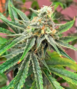 1647891493013.png 1647891493013.png