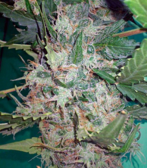 1647891670436.png 1647891670436.png