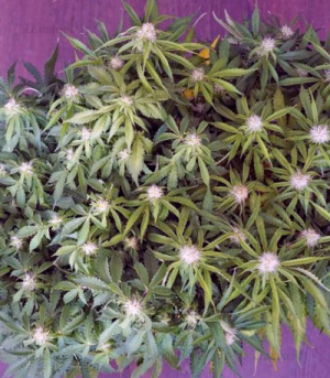 1647891756381.png 1647891756381.png