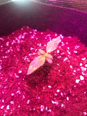 39FDC229-2046-46A5-8283-3961D7184C2C.jpeg 39FDC229-2046-46A5-8283-3961D7184C2C.jpeg