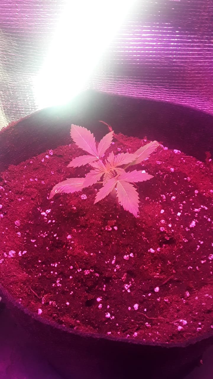 1224900A-A62A-4632-A6C5-170C47738D5E.jpeg 1224900A-A62A-4632-A6C5-170C47738D5E.jpeg