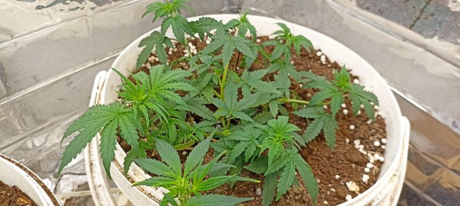 0_IMG_20220323_222513.jpg 0_IMG_20220323_222513.jpg