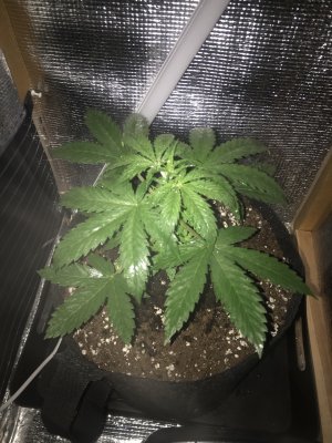 25CA20A9-150D-4988-88F2-AD62C36A5E45.jpeg 25CA20A9-150D-4988-88F2-AD62C36A5E45.jpeg