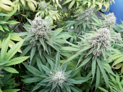 IMG_20220325_133642_931.jpg IMG_20220325_133642_931.jpg