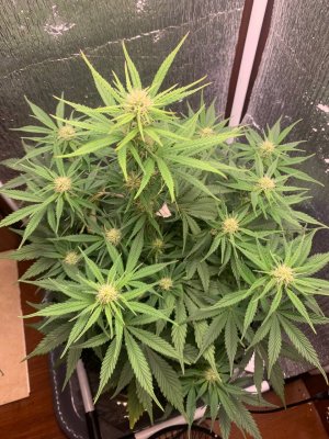 495AED60-5DE5-43BB-B13D-57B855213904.jpeg 495AED60-5DE5-43BB-B13D-57B855213904.jpeg