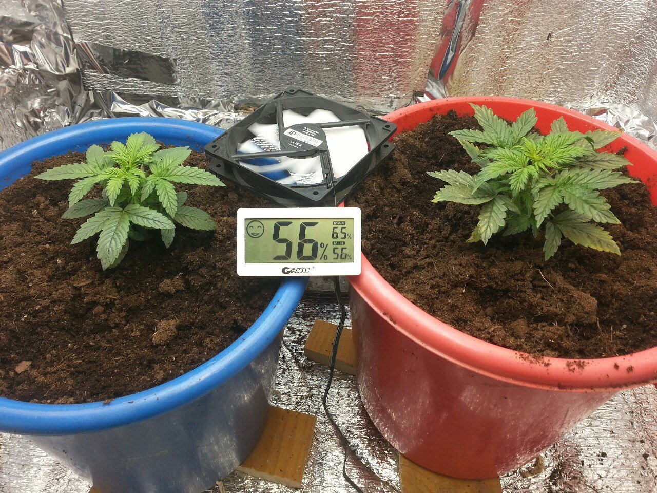 IMG_20220327_133444_006.jpg IMG_20220327_133444_006.jpg