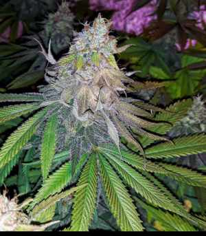 1648744302960.png 1648744302960.png