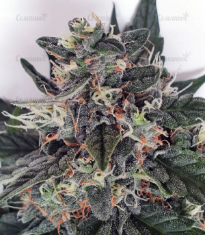 1648744383387.png 1648744383387.png