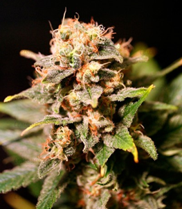 1648744448842.png 1648744448842.png