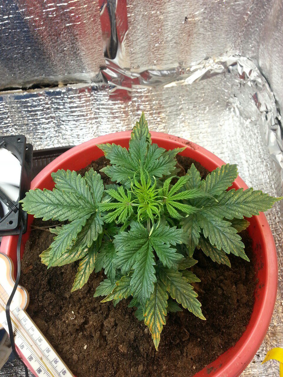 IMG_20220403_070325_583.jpg IMG_20220403_070325_583.jpg